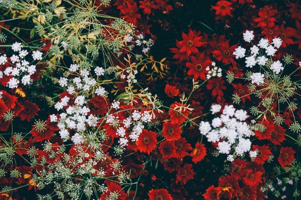 holiday flowers